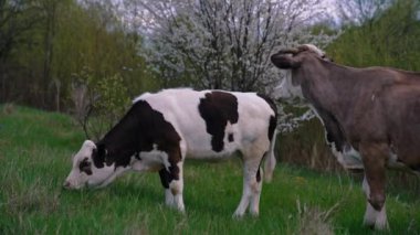 Çayırda çim çiğneyen inekler. Sığır ineği çimen çiğniyor