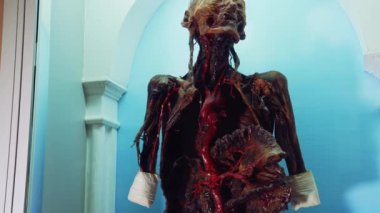 İç organları olan insan vücudu. Tıp Müzesi 'nde iskeletle göster
