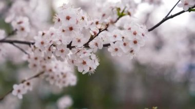 Çiçekli ağaç brunch 'ı. Çiçekli ağacın çiçek açan bahar arkaplan dalı