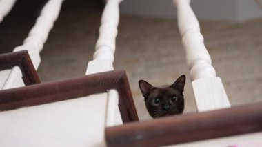Evde merdivenlerde oturan kedi. Evcil kedi evdeki yüksek merdivenlerde oturuyor.