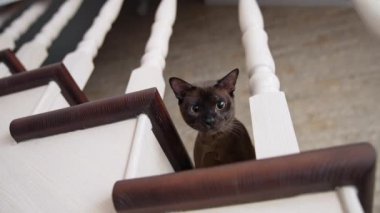 Evcil kedi merdivenlerde. Evdeki ahşap merdivenlerde oturan sevimli kedi.