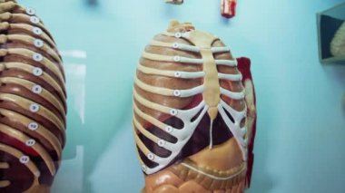 Müzede anatomi modeli. Müzede insan vücudunun anatomik modeli