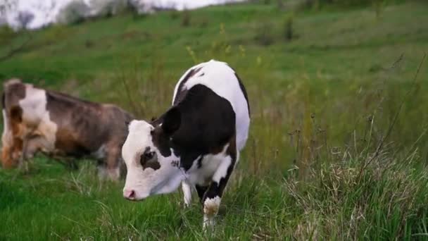 在绿色的牧场上放牛 奶牛在美丽的草地上吃草 — 图库视频影像