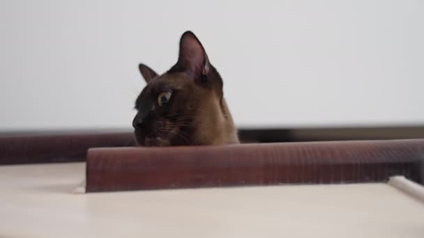 Vtipné Kotě Výrazným Výrazem Portrét Kočky Ležící Domácím Dřevěném Schodišti — Stock video