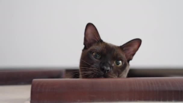 Vtipná Kočička Schodech Kočka Sedící Doma Schodech — Stock video