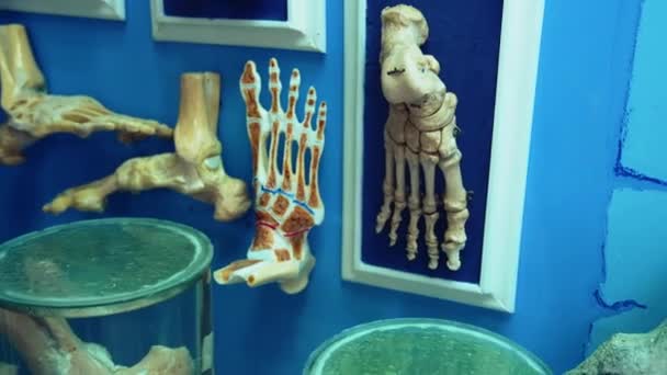 Museets Läkarsal Inomhus Syn Mänskliga Organ Anatomi — Stockvideo