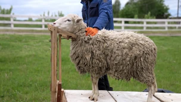 Stříhání Ovčí Vlny Farmář Stříhání Ovce Pro Vlnu Stodole — Stock video