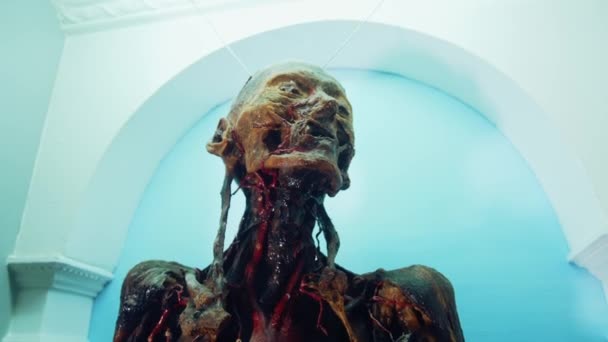 Människans Modell Museet Interiör Syn Mänskliga Organ Anatomiska Museet — Stockvideo