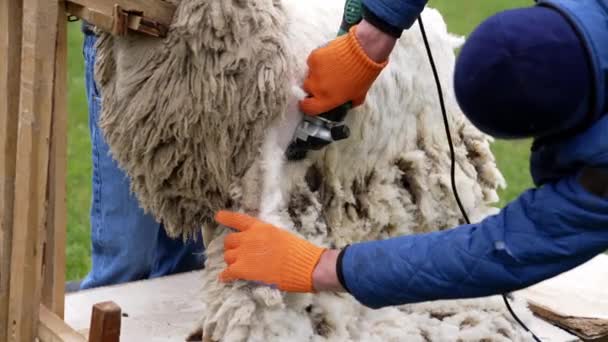 农夫在农场剪羊 羊剪毛的特写 — 图库视频影像