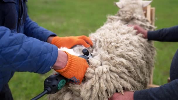 剪羊毛的羊 带电剪子的羊剪毛 — 图库视频影像