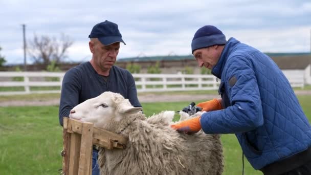 在农场里剪羊毛 在谷仓里剪羊毛 — 图库视频影像
