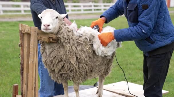 农夫在畜栏剪羊 人的手从羊身上剪羊毛 — 图库视频影像