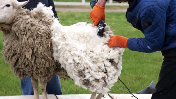 剪羊毛的成年绵羊 在农场剪羊毛以生产羊毛 — 图库视频影像