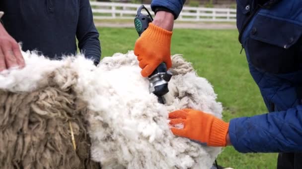 剪羊毛 用电动剪子剪羊的雄性剪子 — 图库视频影像
