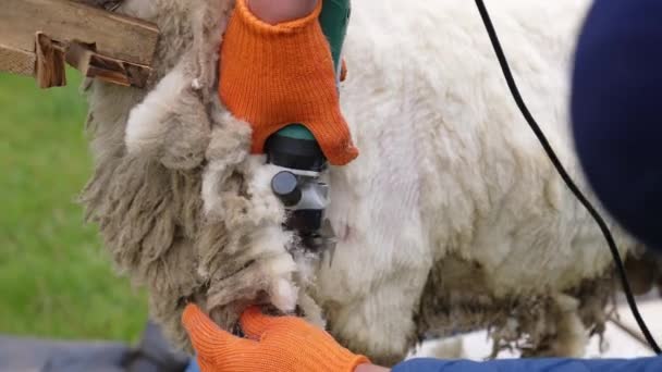 农夫剪羊毛 农场里剪羊的特写镜头 — 图库视频影像