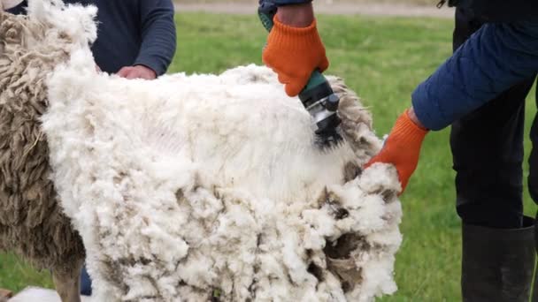 农场主在农场里剪羊 农民用电机割羊毛的手 — 图库视频影像
