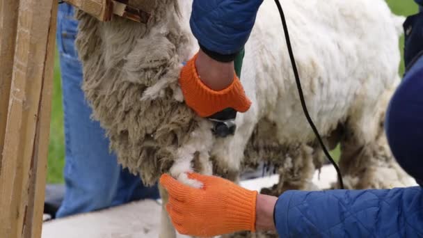 农夫剪羊毛羊 羊毛被农夫从羊身上剪下来 — 图库视频影像