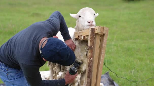 Człowiek Ścinający Owce Farmie Człowiek Gospodarstwa Owiec Cięcia Wełny — Wideo stockowe