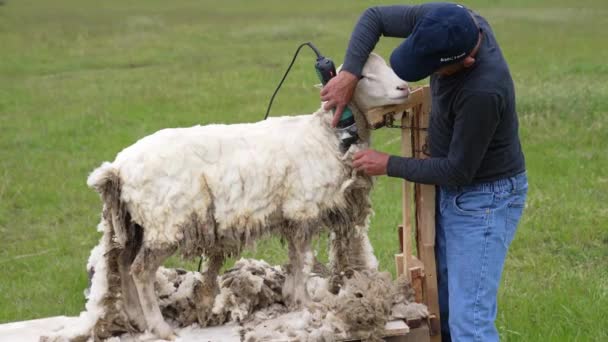 近距离剪羊毛镜头 用电切机剪羊毛 — 图库视频影像