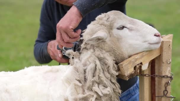 在农场割羊被枪杀了用刀片剪羊毛的特写镜头 — 图库视频影像