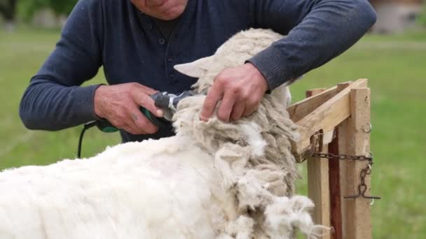 在农场剪羊 农民在农场剪羊的近景 — 图库视频影像