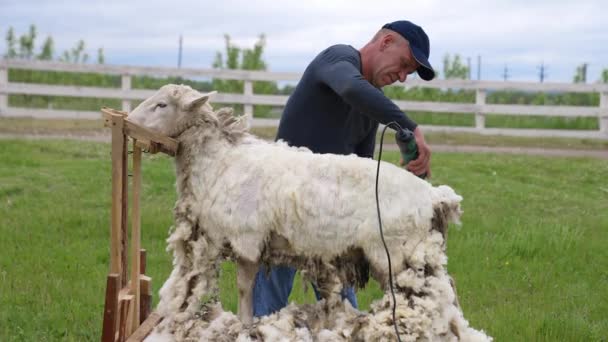 农场里的人牧羊 羊场剪羊毛工 — 图库视频影像