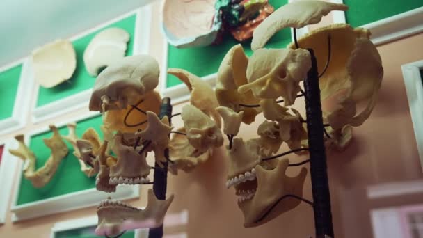Skelett Anatomimuseet Interiör Bild Anatomi Museet — Stockvideo