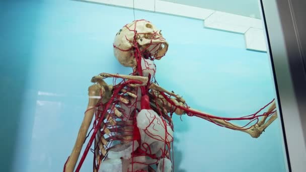Csontváz Orvosi Múzeumban Emberi Csontvázmodell Kiállítva Orvosi Múzeumban — Stock videók