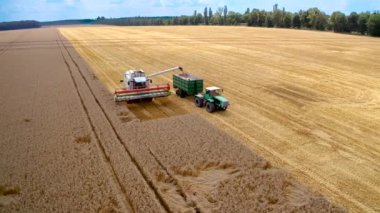 Hasat makinesini traktörle birleştir. Hava görüntüsü, mısır tanelerini traktör römorkuna yüklerken.