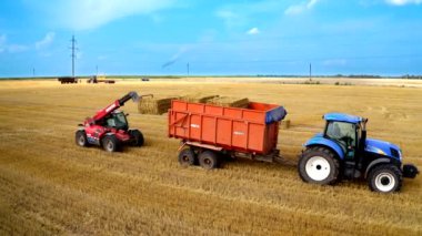Traktör saman dolu. Tarım makineleri rulolarda kuru saman topluyor