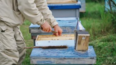 Arıcı bal çerçevesini tutuyor. Arı yetiştiricisine yakın durun ve bal peteklerini inceleyin.