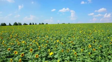 Ayçiçeklerinden oluşan hava çekim alanı. Tarım alanlarının havadan görünüşü çiçek açan yağ tohumu