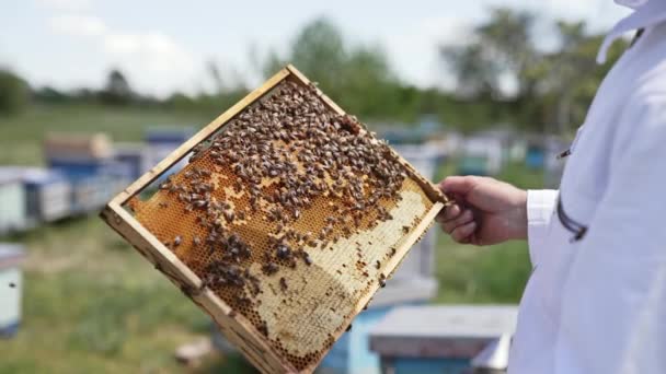 Поклонники пчелиных ульев в поле. Пчеловод держит медовую клетку с пчелами в руках