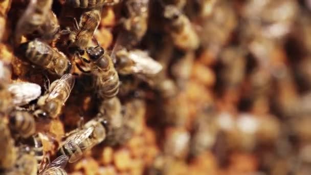 Улей Большим Количеством Пчел Медовые Пчелы Сотах Пасеке — стоковое видео