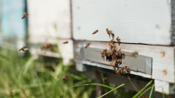 Bienenstöcke Einem Bienenhaus Nahaufnahme Der Arbeitsbienen Die Blütenpollen Zum Bienenstock — Stockvideo