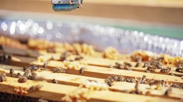 Pracujące Pszczoły Zbierające Żółty Pyłek Rodzina Pszczół Pracująca Nad Plastrem — Wideo stockowe