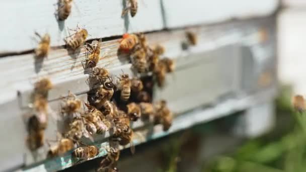 Kırsal Alanda Arı Kovanları Uçan Bal Arılarını Arı Kovanına Çevirin — Stok video