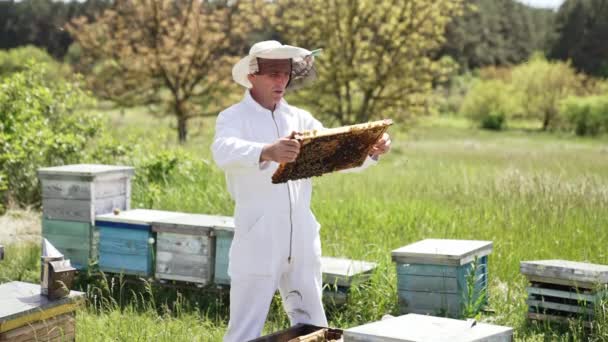 Apiarium Met Bijenkorven Natuur Bijenhouders Doen Oogstcontrole Honing Bijenkorf Bijenstal — Stockvideo