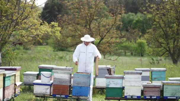 Проверка Пчелиных Семей Пасеке Пчеловод Исследует Пчел Помощью Анализа Гнезда — стоковое видео