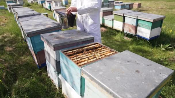 Arı Çiftliğindeki Apiculturist Arı Kovanında Renkli Ahşap Kovanlar Arılar — Stok video