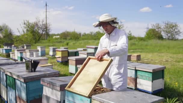 Arıcı Arı Kovanında Doğa Üzerinde Çalışıyor Arıcı Arıları Tutuyor Arılarla — Stok video