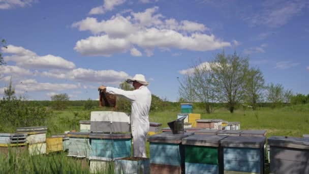 Beyaz Koruyucu Giysili Arı Yetiştiricisi Arıcı Elinde Arılarla Dolu Bal — Stok video