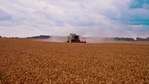 Сільськогосподарський Комбайн Збирає Пшеницю Вид Комбайна Пшеничні Поля — стокове відео