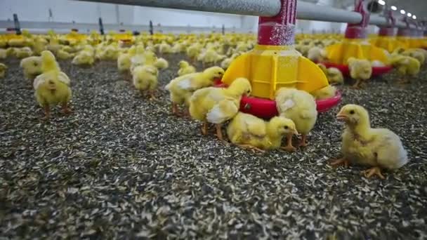 Pollo Come Granja Avícola Pollos Engorde Granja Avícola Moderna — Vídeo de stock