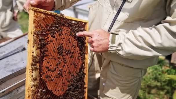 Άντρας Που Κρατάει Κηρήθρα Γεμάτη Μέλισσες Κοντινό Πλάνο Του Χεριού — Αρχείο Βίντεο
