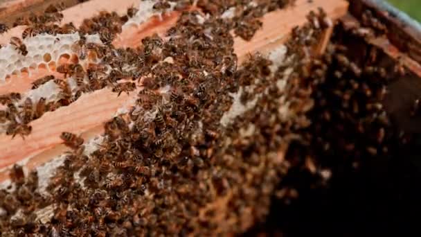 蜜蜂在蜂窝上工作 蜜蜂一家在蜂窝上干活 — 图库视频影像