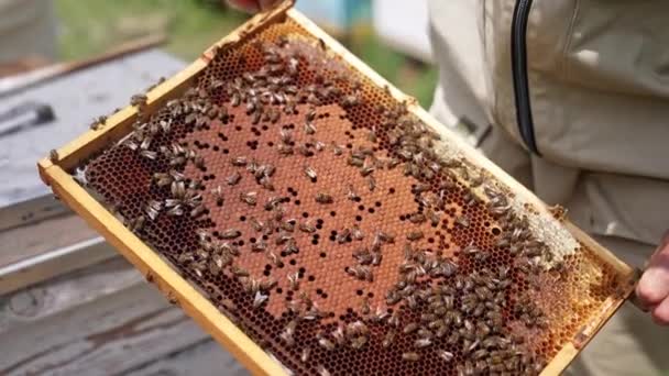 养蜂人在蜂房检查蜂窝框架 谨慎的男子围观者用蜜蜂除去蜂窝进行检查 — 图库视频影像