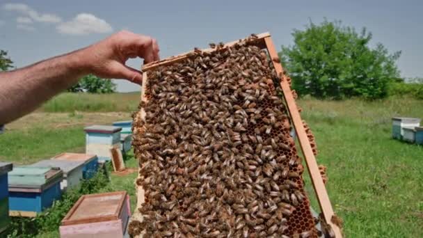 蜜蜂成群结队地聚集在蜂窝上 蜂群在蜂窝上工作 带着蜂蜜和花蜜 — 图库视频影像