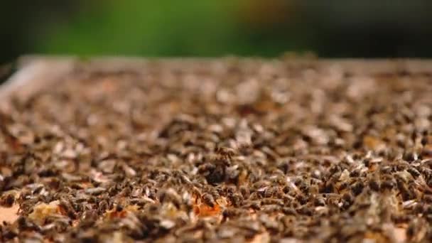 Strzał Klatki Pszczół Zamknij Ramkę Dużą Ilością Plastrów Miodu — Wideo stockowe