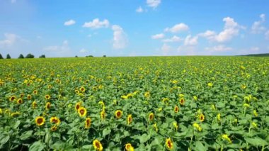 Ayçiçeği tarlasının havadan görünüşü. Büyük ayçiçeği tarlasıyla yaz mevsiminde drone çekimi